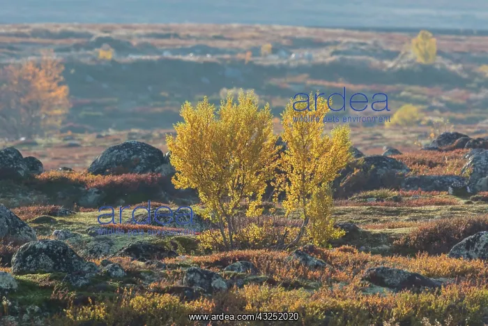 : Silver Birch European White / Silver Birch Tree in the : Silver Birch European White / Silver Birch Tree in the
