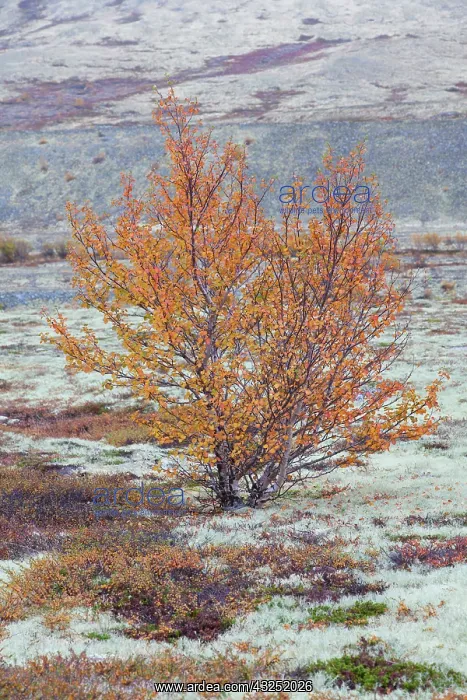 : Silver Birch European White / Silver Birch Tree in the : Silver Birch European White / Silver Birch Tree in the