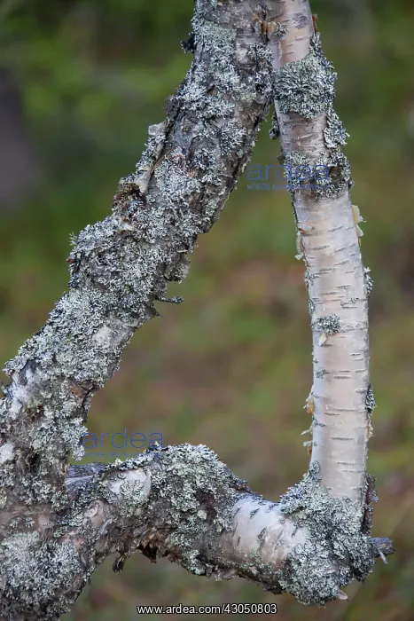 : Silver Birch heart Silver Birch branches forming a heart : Silver Birch heart Silver Birch branches forming a heart