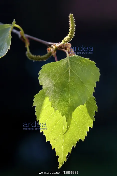 : Silver Birch leaves : Silver Birch leaves