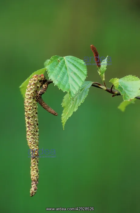 : Silver BIRCH - male and female flowers : Silver BIRCH - male and female flowers