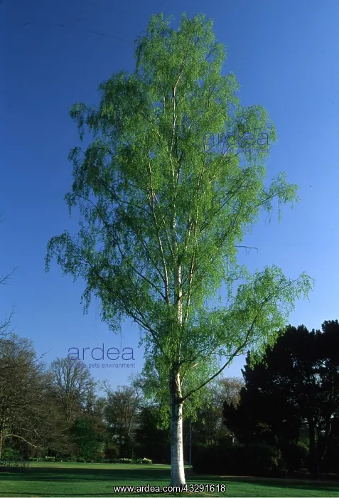 : SILVER BIRCH TREE : SILVER BIRCH TREE