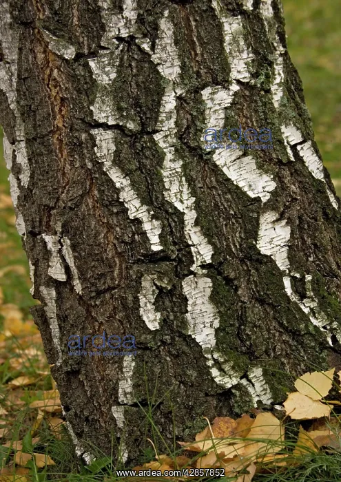  : Silver birch Tree in autumn