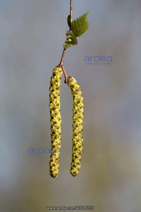 : Silver Birch / Warty Birch Catkins : Silver Birch / Warty Birch Catkins