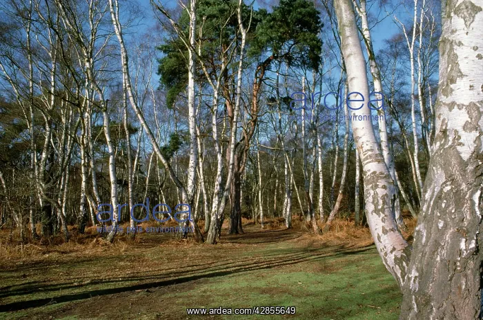 : Silver BIRCH - wood : Silver BIRCH - wood