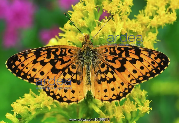 : Silver Bordered Fritillary : Silver Bordered Fritillary