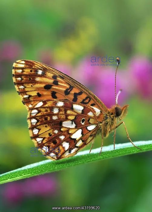 : Silver bordered fritillary : Silver bordered fritillary