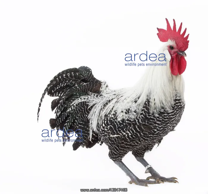  : Silver Braekel Chicken