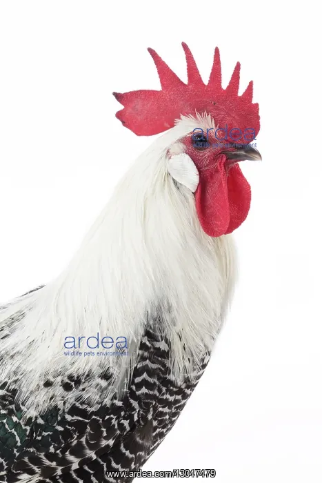  : Silver Braekel Chicken