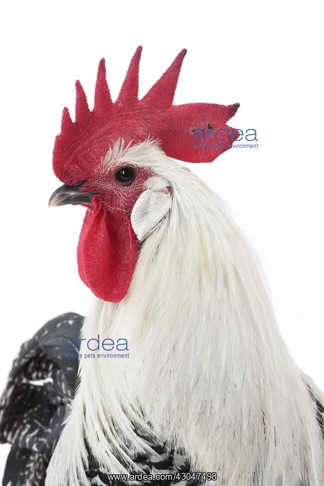  : Silver Braekel Chicken