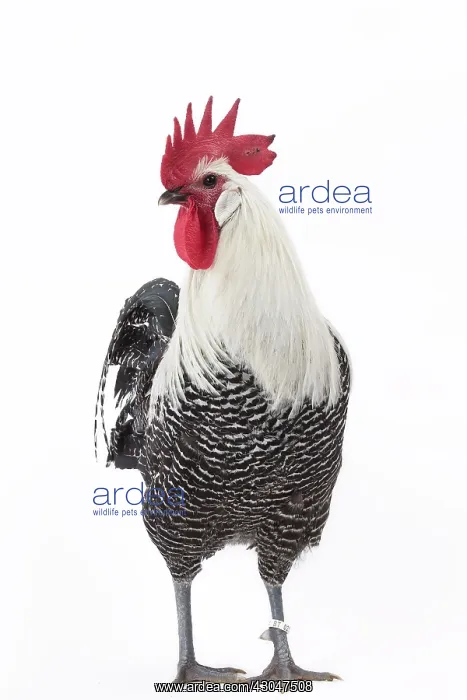  : Silver Braekel Chicken