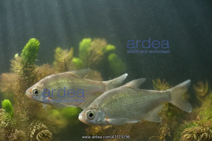 : Silver Bream : Silver Bream