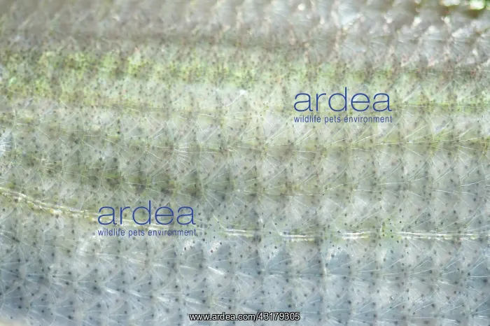 : Silver Bream : Silver Bream
