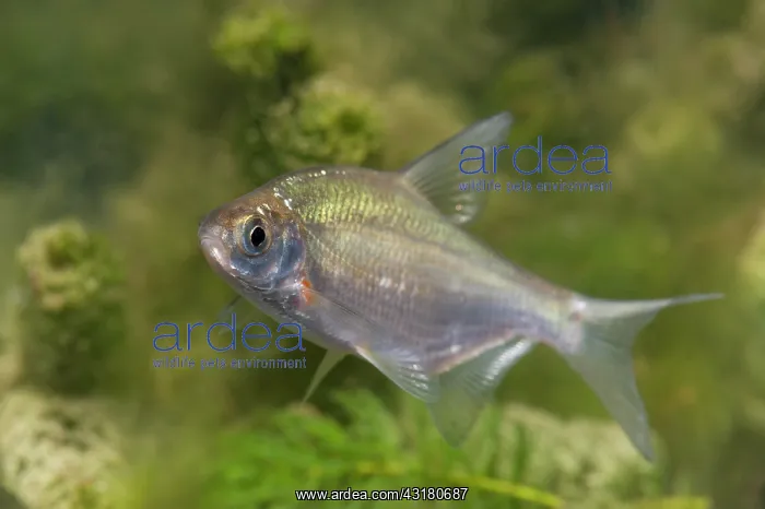 : Silver Bream : Silver Bream