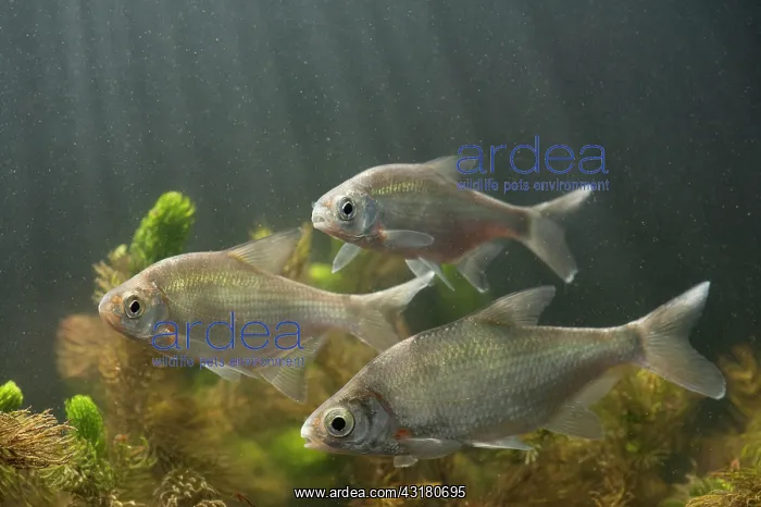 : Silver Bream : Silver Bream