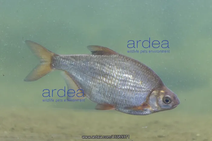 : Silver Bream : Silver Bream