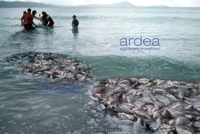 : Silver BREAM - commerical beach fishermen with : Silver BREAM - commerical beach fishermen with