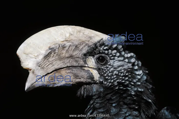 : Silver-cheeked hornbill (Bycanistes brevis), male : Silver-cheeked hornbill (Bycanistes brevis), male
