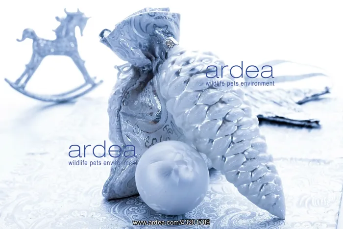 : Silver Christmas decoration, fir cone, Christmas : Silver Christmas decoration, fir cone, Christmas