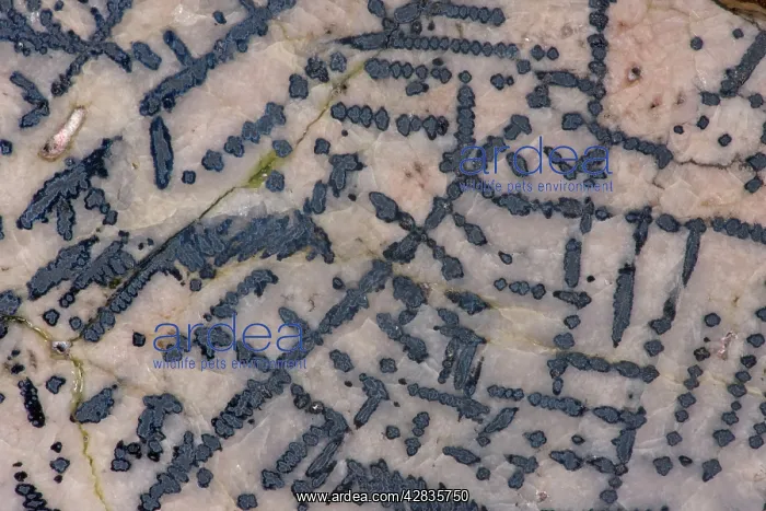 : Silver with Cobalt Arsenic : Silver with Cobalt Arsenic