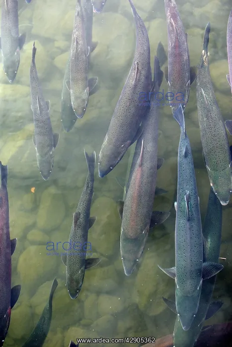 : Silver / Coho Salmon : Silver / Coho Salmon