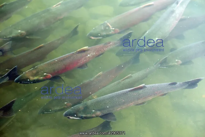: Silver / Coho Salmon : Silver / Coho Salmon