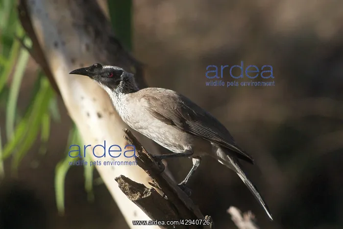  : Silver-crowned Friarbird