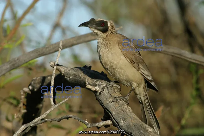 : Silver-crowned Friarbird : Silver-crowned Friarbird
