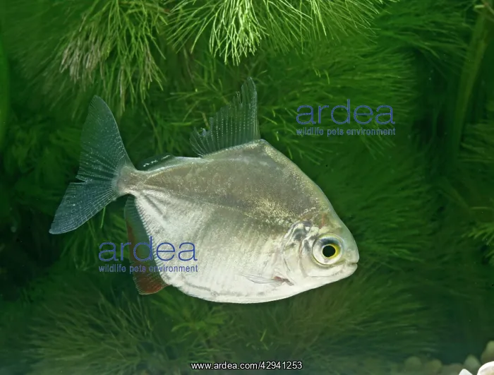 : Silver dollar E side view, tropical freshwater : Silver dollar E side view, tropical freshwater