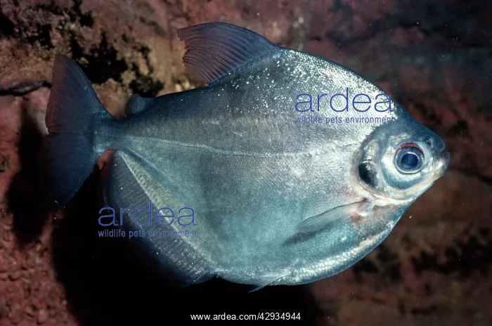 : Silver Dollar Fish - freshwater : Silver Dollar Fish - freshwater