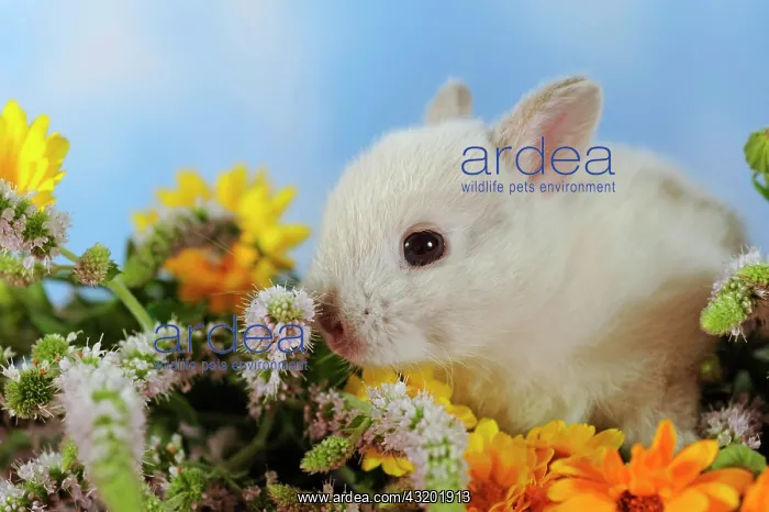 : Silver dwarf rabbit sitting in marigold : Silver dwarf rabbit sitting in marigold