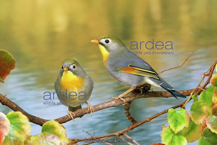 : Silver-eared Mesia : Silver-eared Mesia
