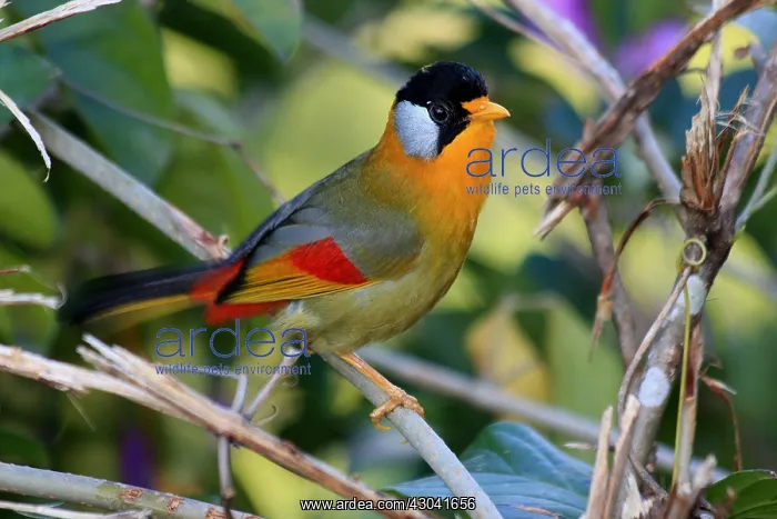  : Silver-eared Mesia Silver-eared Mesia