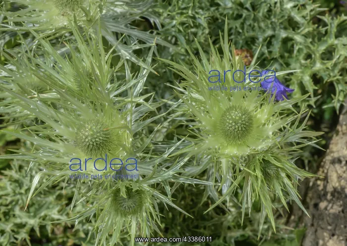 : Silver Eryngo, Eryngium spinalbum, in flower in : Silver Eryngo, Eryngium spinalbum, in flower in