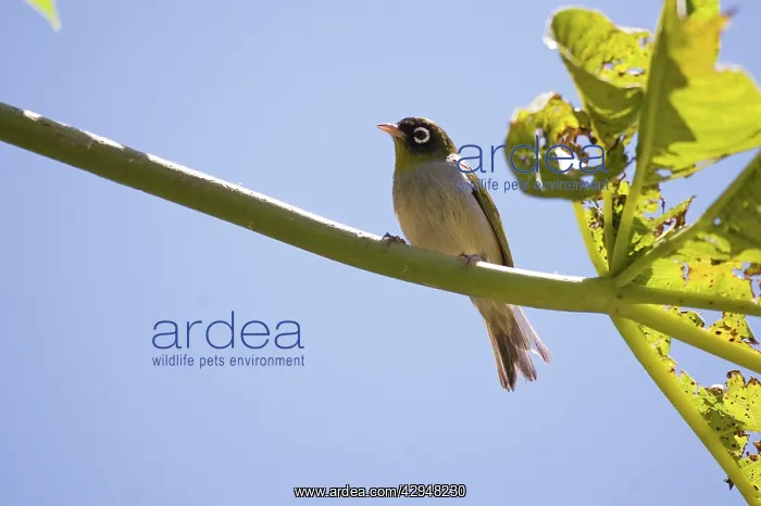 : Silver-eye - distinctive dark-headed subspecies : Silver-eye - distinctive dark-headed subspecies
