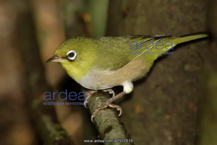  : Silver-eye  /  Silvereye - the green-backed Western