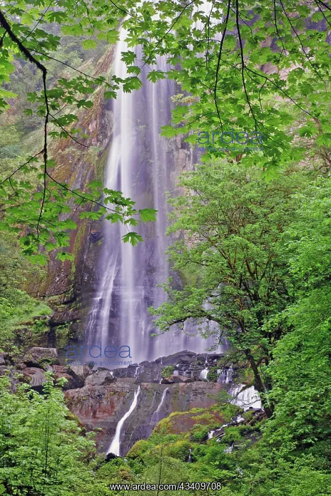 : Silver Falls, Golden and Silver Falls State Natural : Silver Falls, Golden and Silver Falls State Natural