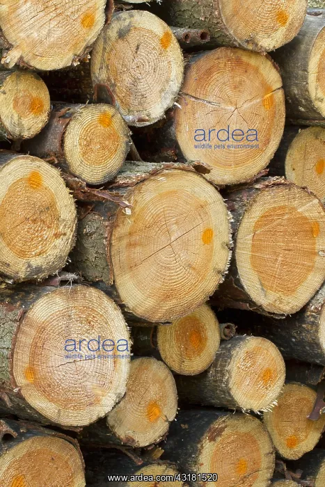 : Silver fir logs (Abies alba) : Silver fir logs (Abies alba)