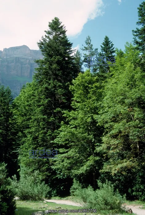 : SIlver Fir - amongst trees : SIlver Fir - amongst trees