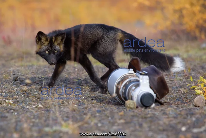 : Silver Fox - a curious Silver Fox (a colour variation : Silver Fox - a curious Silver Fox (a colour variation