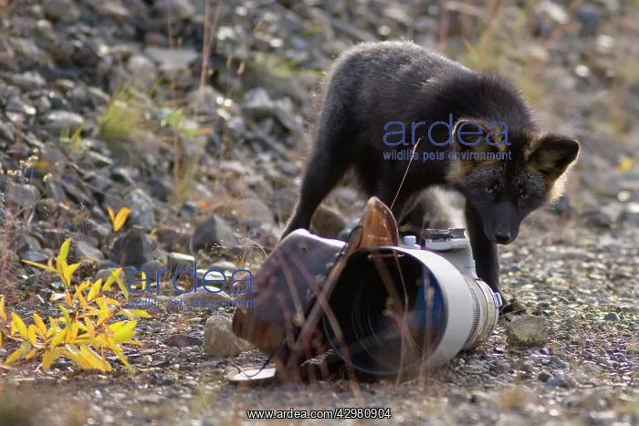 : Silver Fox - a curious Silver Fox (a colour variation : Silver Fox - a curious Silver Fox (a colour variation