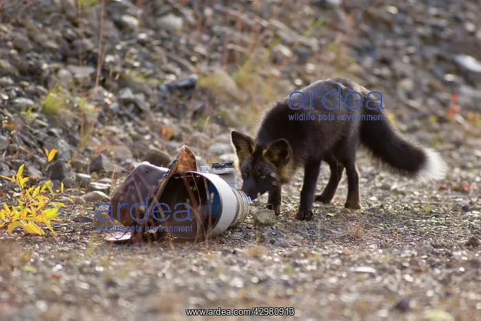 : Silver Fox - a curious Silver Fox (a colour variation : Silver Fox - a curious Silver Fox (a colour variation