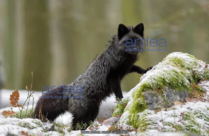 : Silver fox (vulpes vulpes), captive, at snow, Czech : Silver fox (vulpes vulpes), captive, at snow, Czech