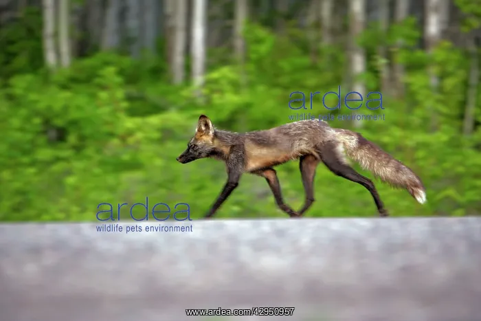 : Silver Fox walking alongside rural road : Silver Fox walking alongside rural road