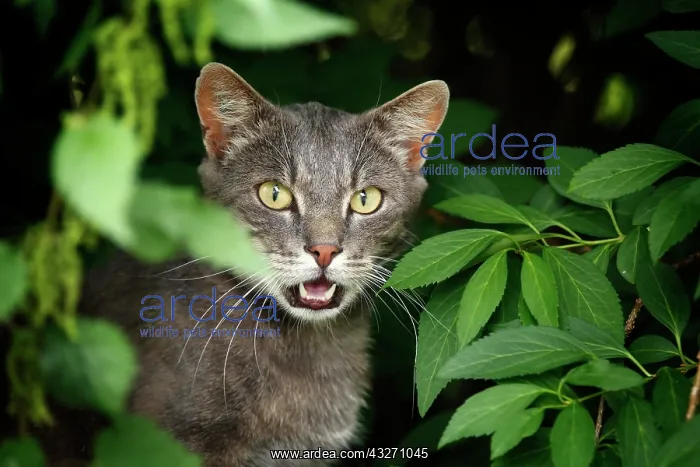: Silver-gray cat sitting in the bushes silbergrauer : Silver-gray cat sitting in the bushes silbergrauer