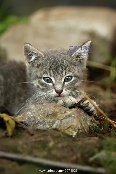 : Silver-gray tabby kitten, about 10 weeks, semi-feral : Silver-gray tabby kitten, about 10 weeks, semi-feral