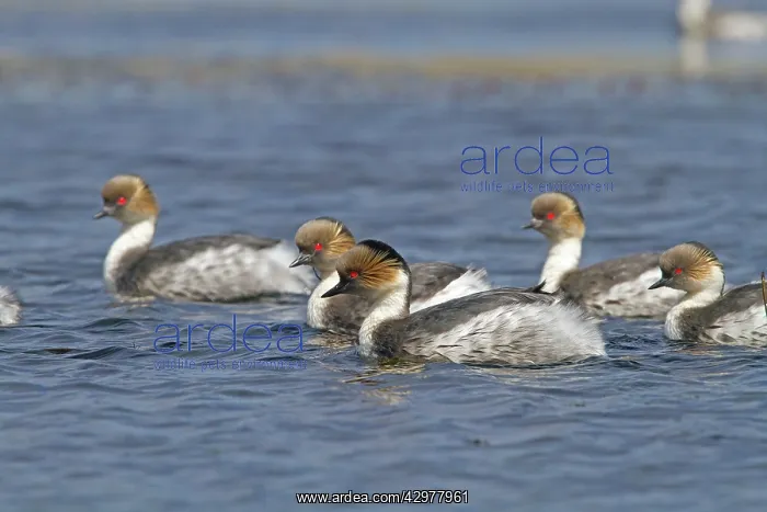 : Silver Grebe : Silver Grebe