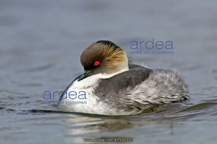  : Silver Grebe