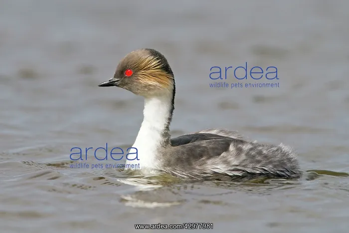 : Silver Grebe : Silver Grebe