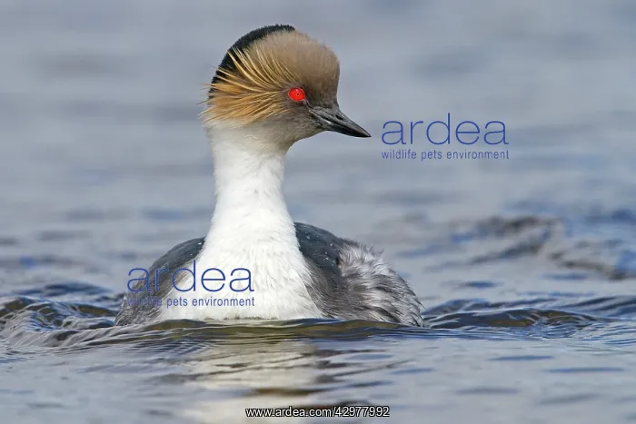  : Silver Grebe